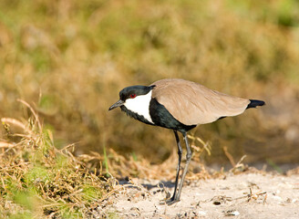 Sporenkievit, Spur-winged Plover, Vanellus spinosus