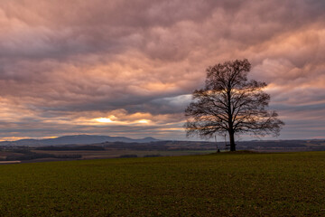 Fototapeta na wymiar Lonely tree on a hill with blue dark sky in the background during sunset.