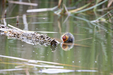 One nestling fulica atra bird swims in a pond next to a tree log. Green reeds are reflected in the water.