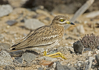 Eurasian Thick-knee, Griel, Burhinus oedicnemus