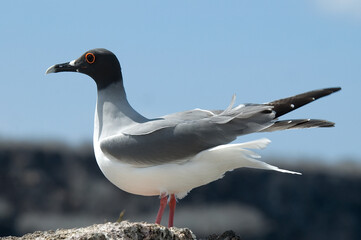 Obraz premium Swallow-tailed Gull, Zwaluwstaartmeeuw, Creagrus furcatus