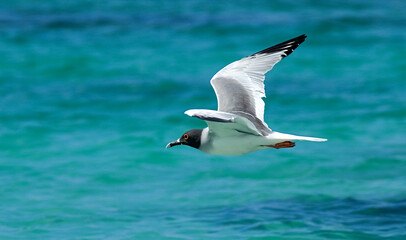 Fototapeta na wymiar Swallow-tailed Gull, Zwaluwstaartmeeuw, Creagrus furcatus