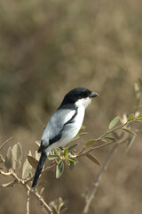 Taita Fiscal, Taita-klauwier,  Lanius dorsalis