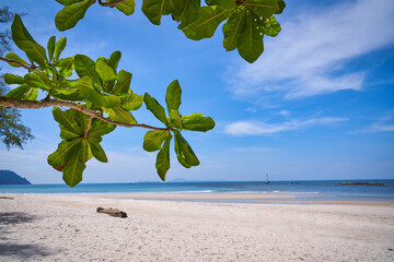 Bright blue sky and clear sand beach with green leaf tree on foreground