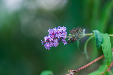 bee on lavender