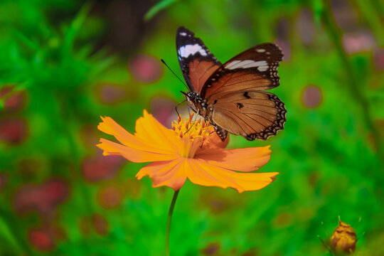 a tiger milkweed butterflies alight on the flower