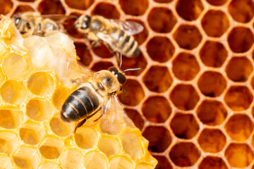  beeswax - beeswax comb close up