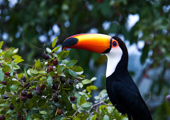 Toco Toucan, Reuzentoekan, Ramphastos toco © AGAMI