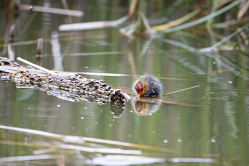 One nestling fulica atra bird swims in a pond next to a tree log. Green reeds are reflected in the water.
