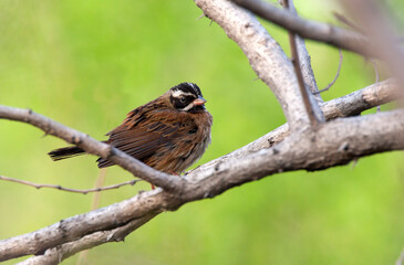Tristrams Gors, Tristram's Bunting, Schoeniclus tristrami