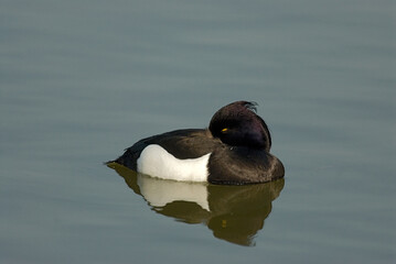 Tufted Duck, Kuifeend, Aythya fuligula