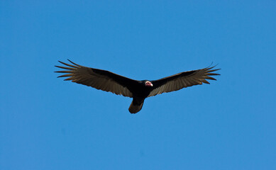 Kalkoengier, Turkey Vulture, Cathartes aura