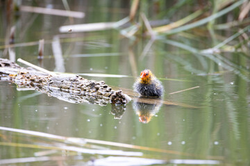 One nestling fulica atra bird swims in a pond next to a tree log. Green reeds are reflected in the water.