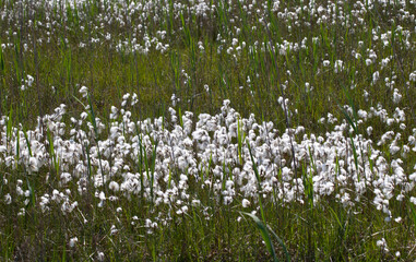 Obraz premium Veenpluis, Common Cottongrass, Eriophorum angustifolium