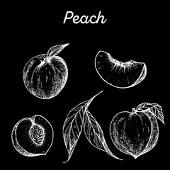 Peach hand drawn vector illustration. Peach slice sketch. Vector illustration. Black and white.