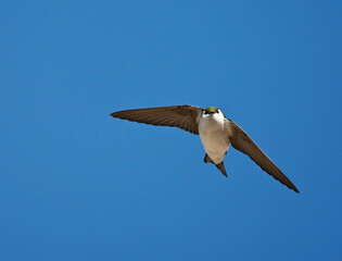 Groene Zwaluw, Violet-green Swallow, Tachycineta thalassina