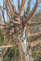 Enchevêtrement de branches de figuier.
