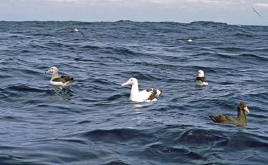 Foto op Aluminium Grote Albatros, Wandering Albatross, Diomedea exulans, Witkapalbatros, Shy Albatross, Thalassarche cauta © AGAMI