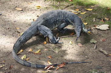 Watervaraan, Southeast Asian Water Monitor, Varanus salvator