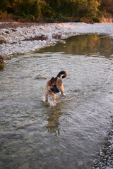 Active walk with pet dog in fresh air in nature. Adult black and red German Shepherd dog plays in water in cold quiet mountain river and enjoys life.