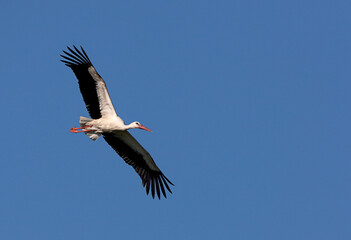 White Stork in flight