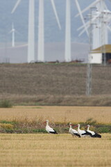 Obraz premium Ooievaar, White Stork, Ciconia ciconia