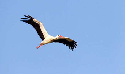 Obraz premium Ooievaar, White Stork, Ciconia ciconia