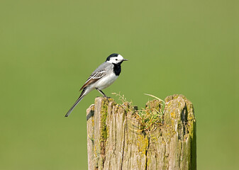 White Wagtail, Witte Kwikstaart, Motacilla alba