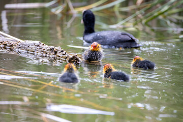 The fulica atra bird swims alongside its nestling in the pond. Green reeds are reflected in the...