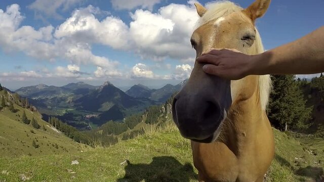 visit by a curious and sociable horse in the mountains, germany, allgäu, bad hindelang