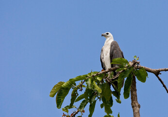 Witbuik-zeearend, White-bellied Fish-Eagle, Haliaeetus leucogaster