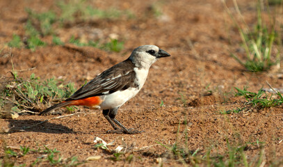 Witkopbuffelwever, White-headed Buffalo-Weaver, Dinemellia dinemelli