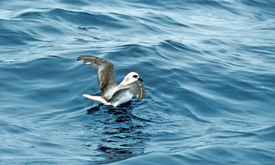 Witkopstormvogel, White-headed petrel, Pterodroma lessonii