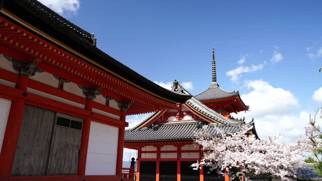 春の京都　イメージ　満開の桜と清水寺