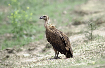 Bengaalse gier, Indian White-rumped Vulture, Gyps bengalensis