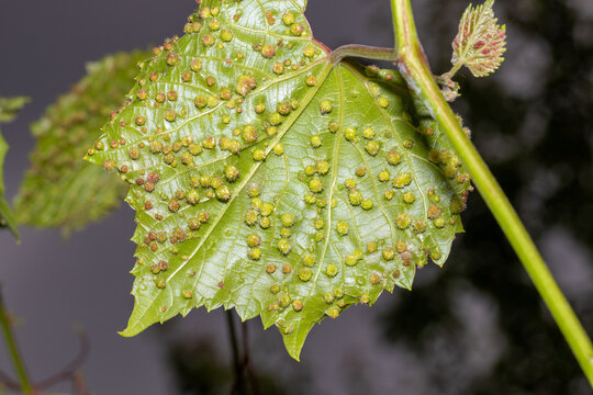 The reverse side of a grape leaf is completely affected by the galas of Grape phylloxera (Latin Dactylosphaera vitifoliae), close-up