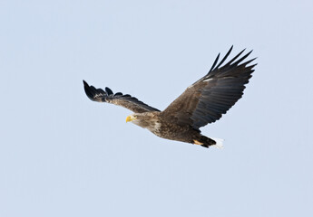 White-tailed Eagle, Zeearend, Haliaeetus albicilla