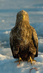 White-tailed Eagle, Zeearend, Haliaeetus albicilla