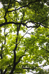 Crowns of tall oak trees with lush young green leaves in the springtime, unity with nature
