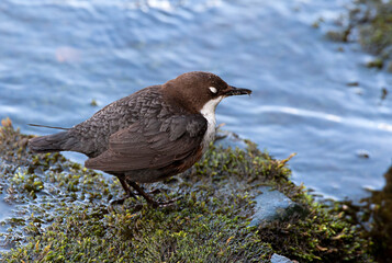 Waterspreeuw, White-throated Dipper, Cinclus cinclus