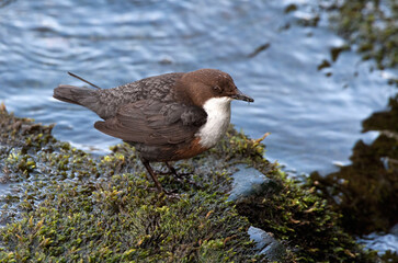 White-throated Dipper, Waterspreeuw, Cinclus cinclus