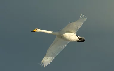 Foto auf Leinwand Whooper Swan, Wilde zwaan, Cygnus cygnus © AGAMI