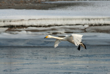 Wilde Zwaan, Whooper Swan, Cygnus cygnus