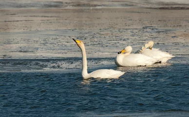 Foto auf Leinwand Wilde Zwaan, Whooper Swan, Cygnus cygnus © AGAMI