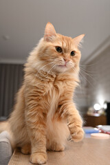 遊びたい猫（マンチカン）