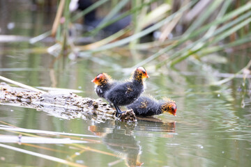 Three nestling fulica atra birds stand on a tree log. Green reeds are reflected in the water.