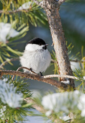 Matkop, Willow tit, Parus montanus borealis