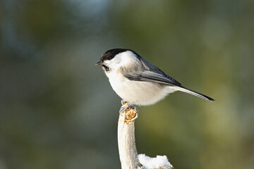 Willow Tit; Matkopmees; Poecile montana