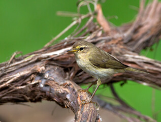 Fitis, Willow Warbler; Phylloscopus trochilus