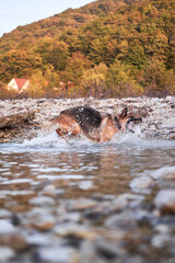 Active walk with pet dog in fresh air in nature. Black and red German dog plays in water in cold quiet mountain river and enjoys life. Shepherd in water and splashes in different directions.